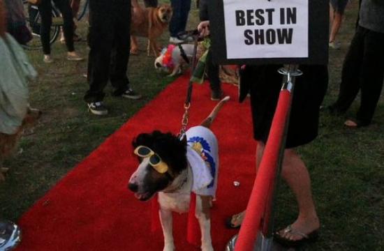 It was the best on show at this year's Dog-O-Ween at Venice Beach. Watch the the mutts of Dogtown strut their stuff on the red carpet