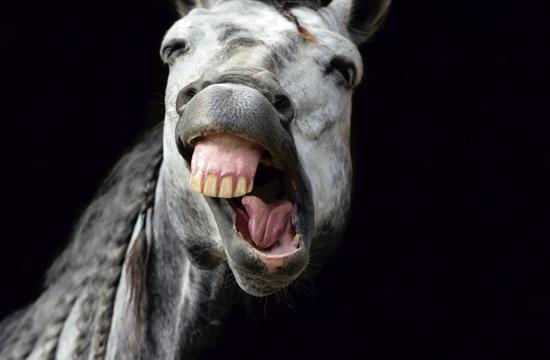 Bus Stops Will Have 10 cent Pony Rides.