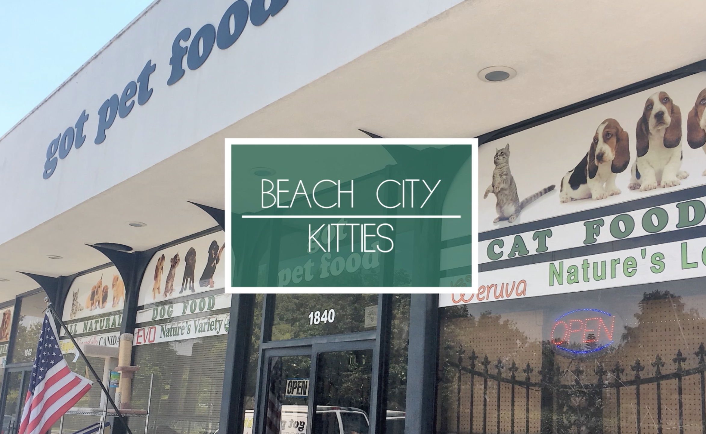 beach city kitties