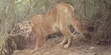 Malibu Protects Mountain Lions with Stricter Pesticide Policies