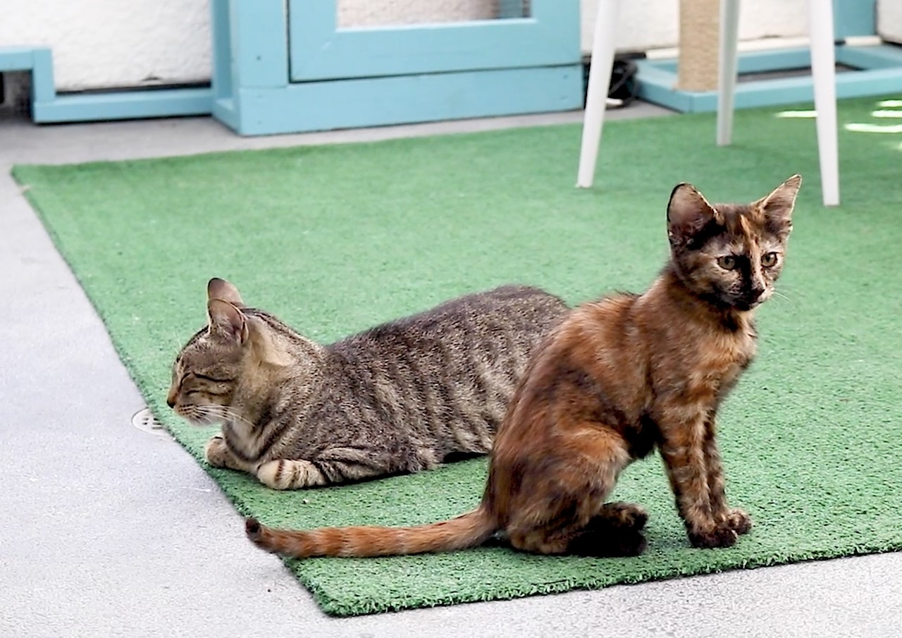 New ‘Catio’ Opens at Cat Cafe Lounge SM Mirror