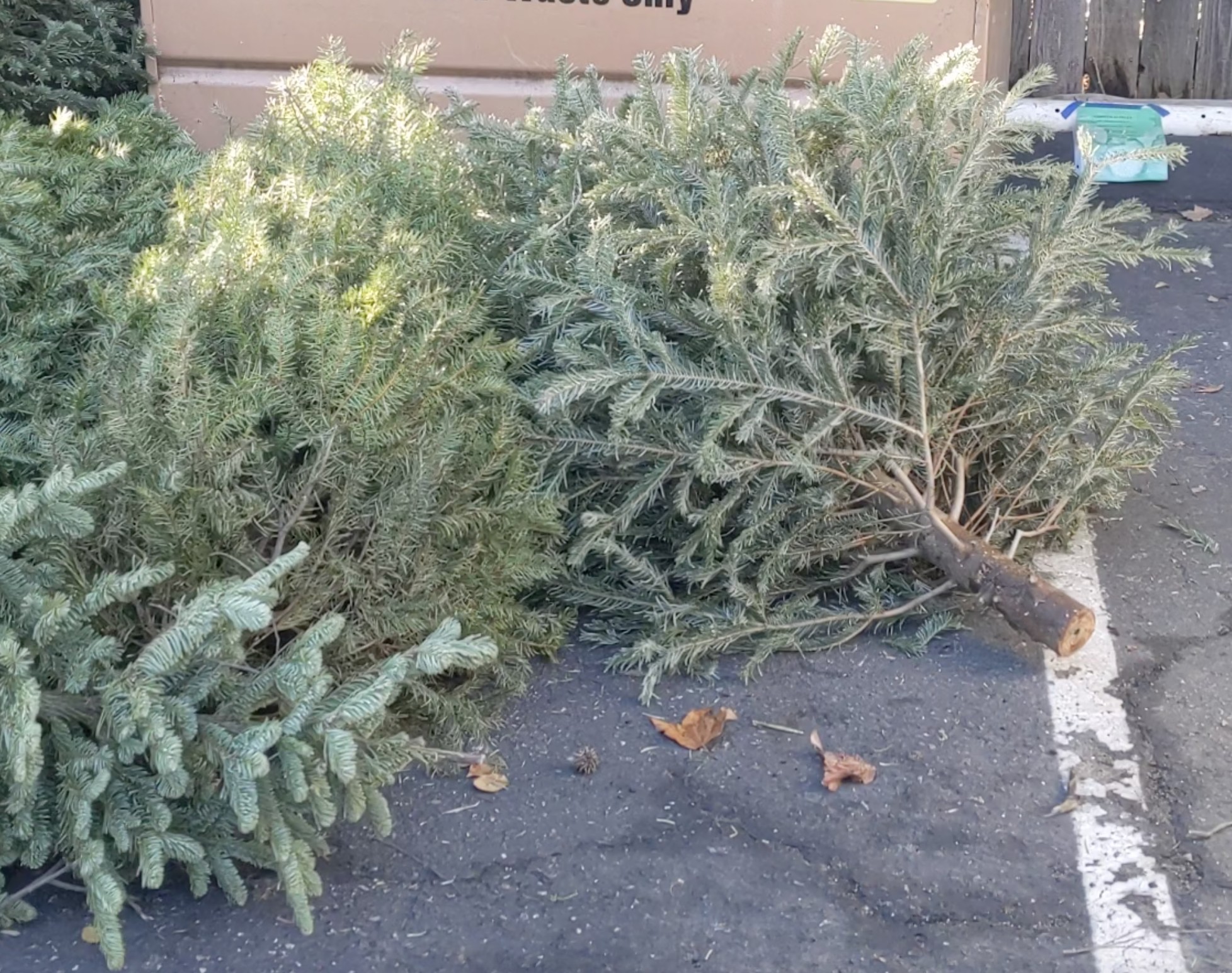 Santa Monica Christmas Tree Recycling 2022 Recycle Your Christmas Tree After The Holidays - Sm Mirror