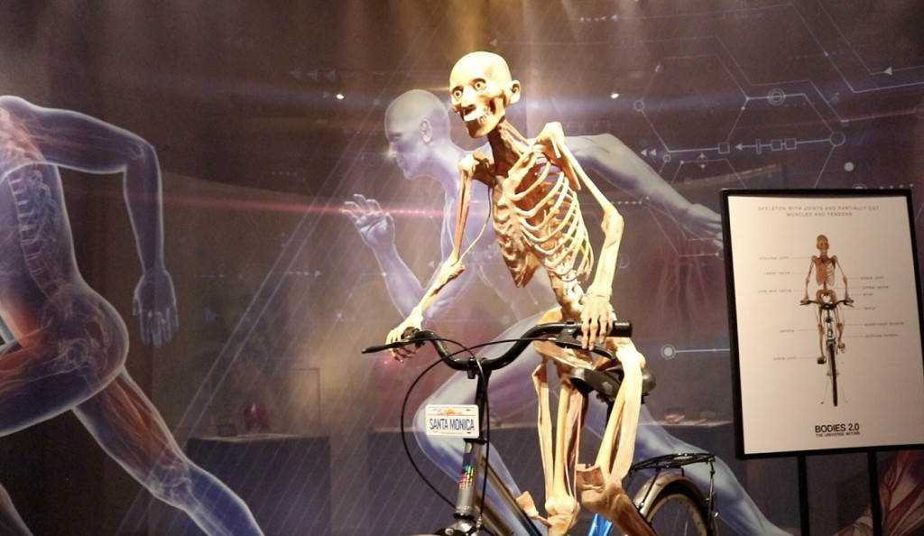 Travel Inside the Human Body at New Science Pop Up Museum SM Mirror